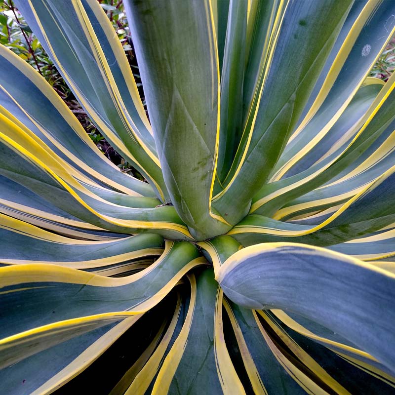 plantas-exterior-cactus-miami-garden-cambrils