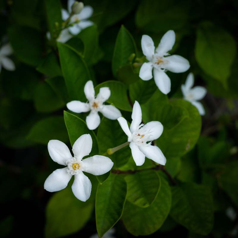 plantas-interior-flor-miami-garden-montroig