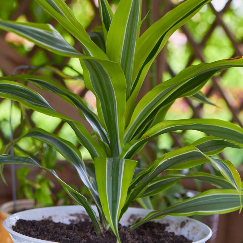 plantas-interior-plantas-sombra-miami-garden-montroig