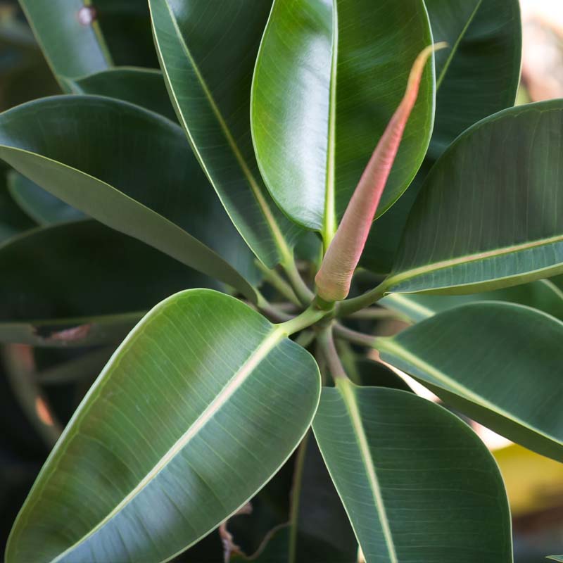 plantas-interior-sombra-miami-garden-cambrils