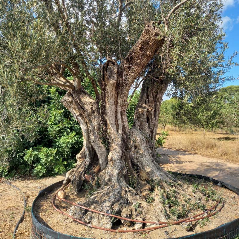 Arbol de olivo en Miami Playa Tarragona