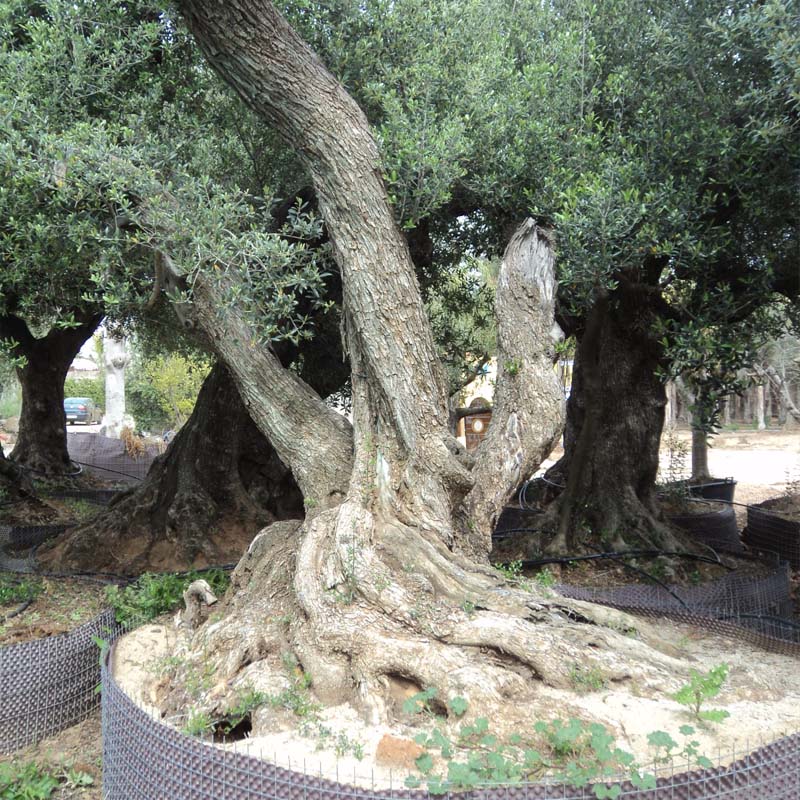 Finca de olivos en Miami Garden Tarragona