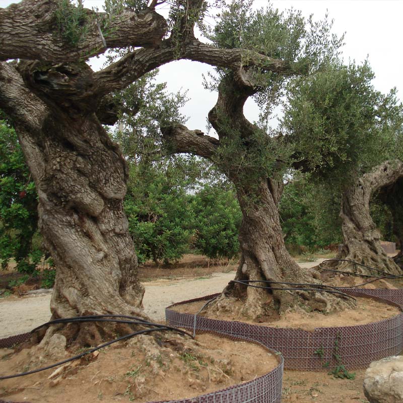 Olivos en Miami Garden Tarragona