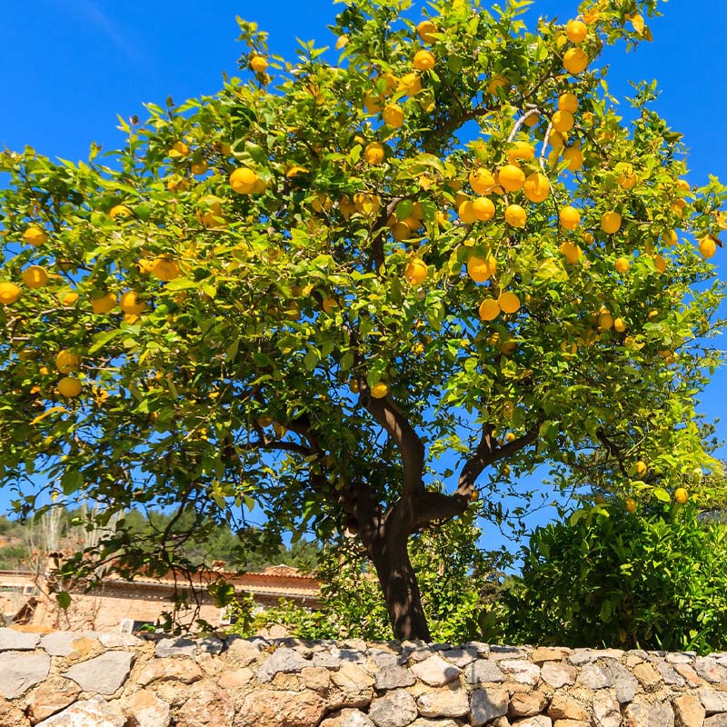 arboles-citricos-miami-playa-miami-garden