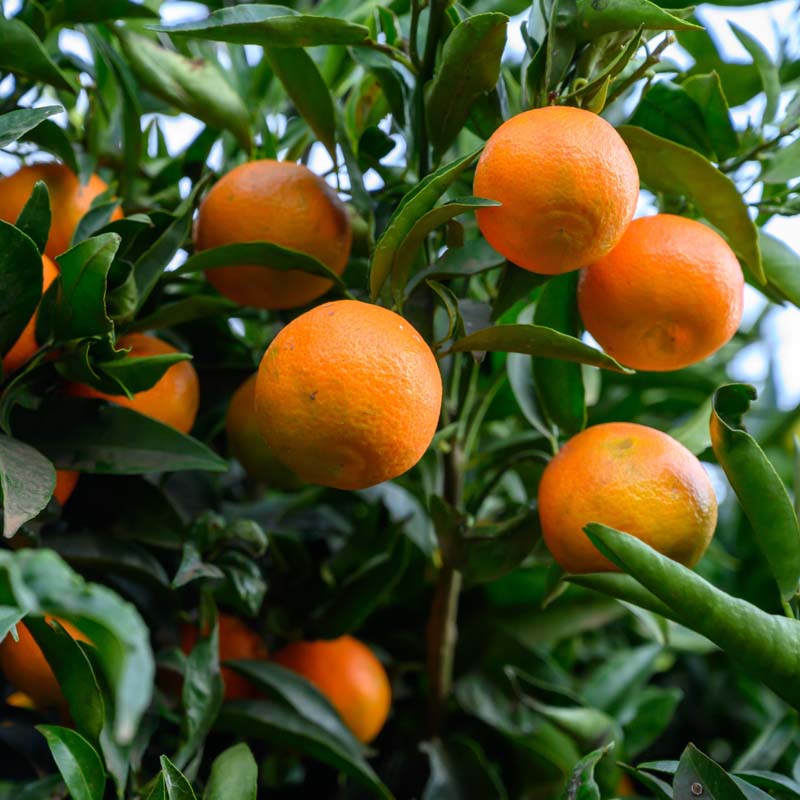 arboles-citricos-salou-miami-garden