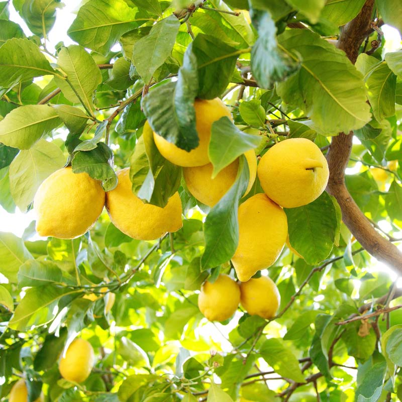 arboles-citricos-tarragona-miami-garden