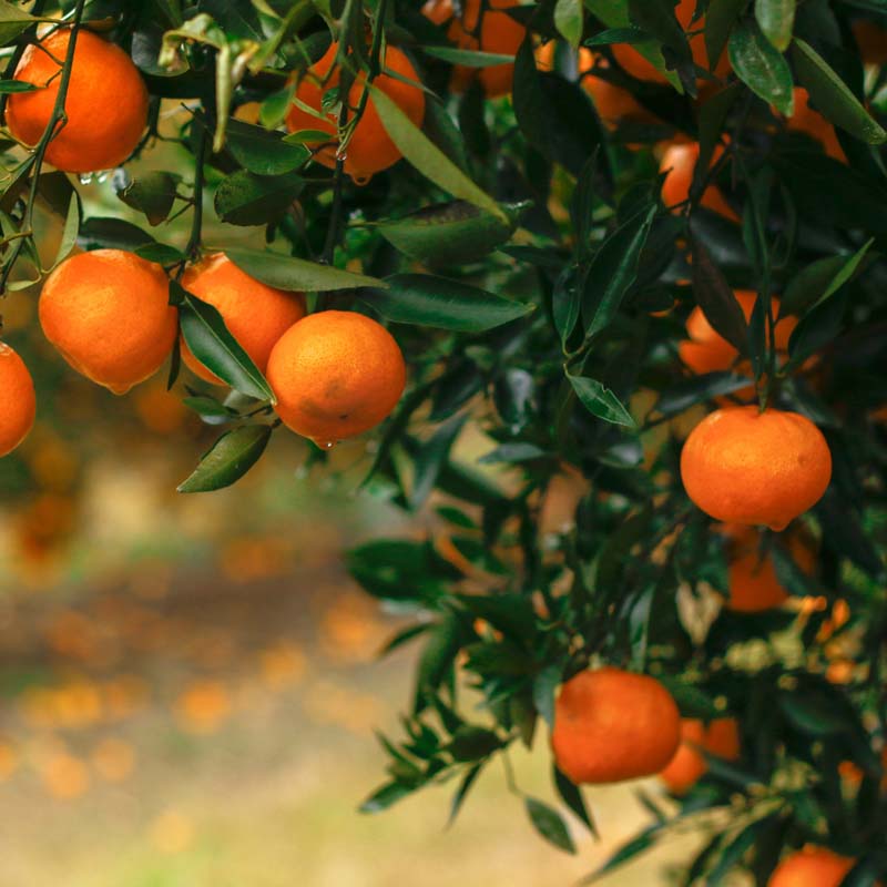 arboles-citricos-vilafortuny-miami-garden