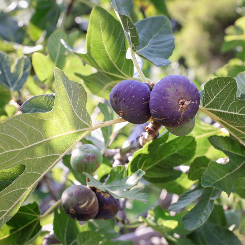 arboles-frutales-miami-playa-miami-garden