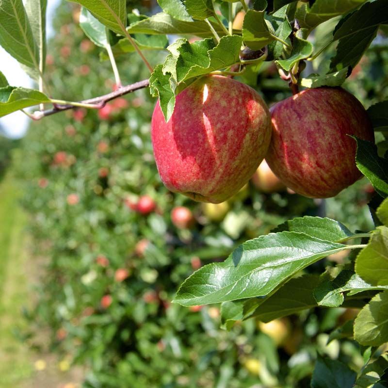 arboles-frutales-salou-miami-garden