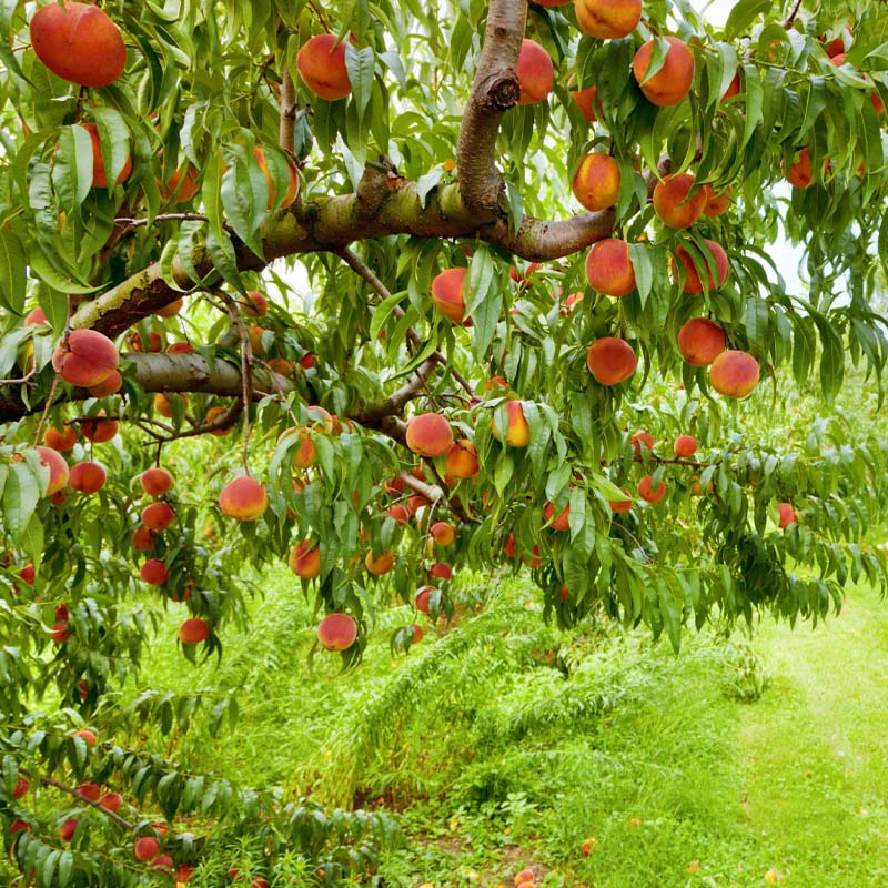 arboles-frutales-tarragona-miami-garden