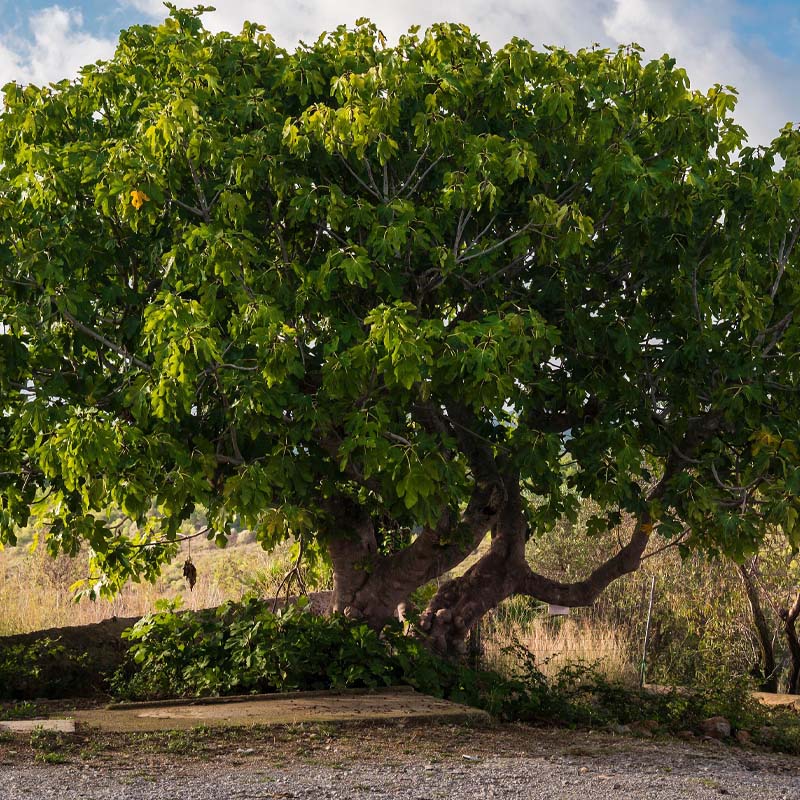 arboles-frutales-vilafortuny-miami-garden