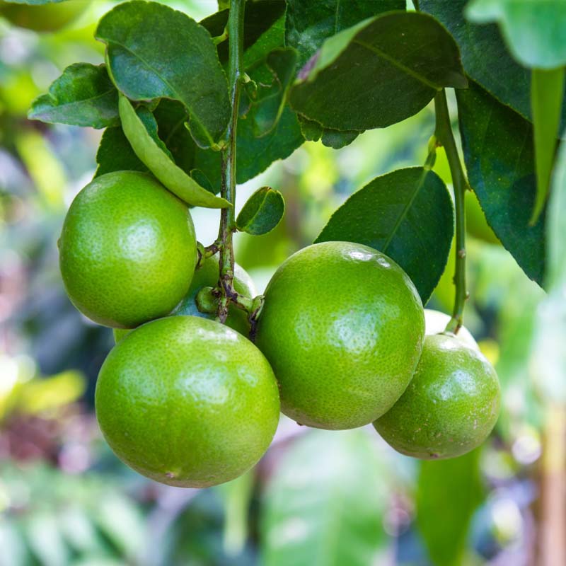 citricos-reus-cambrils-garden