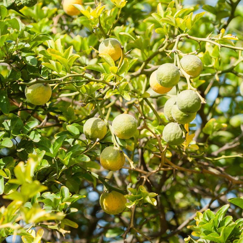 citricos-reus-miami-garden