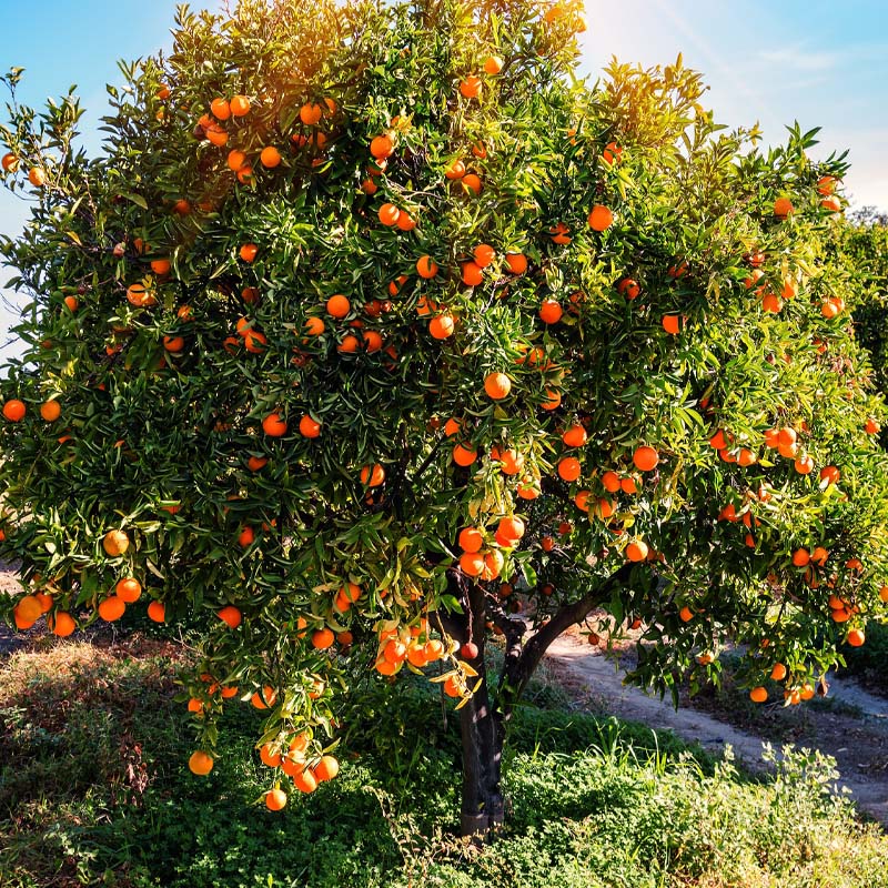 citricos-tarragona-miami-garden