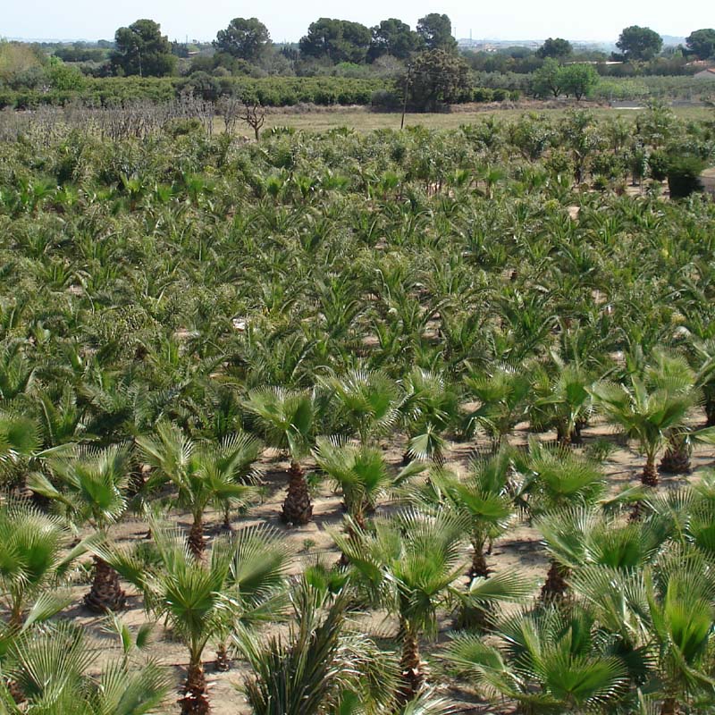 Finca de palmeras Miami Playa y Cambrils