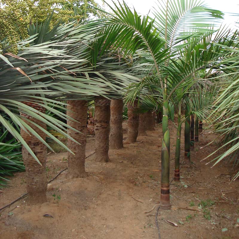 Palmeras de todas las medidas en Miami Playa