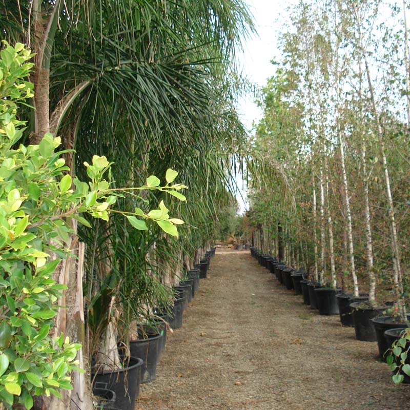 Venta de palmeras de todos los tamños en Miami Garden